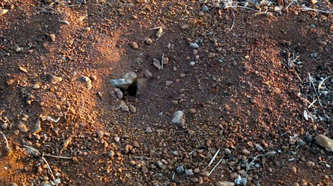 Ant 2 Vídeo Stock 33582372