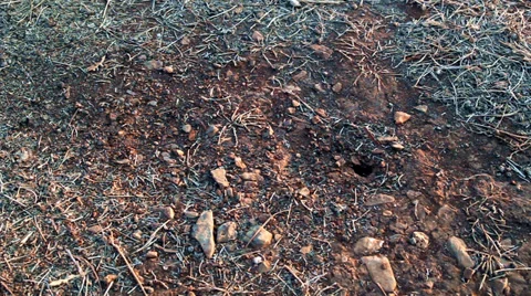 Ant 3 Vídeos de archivo 33602085