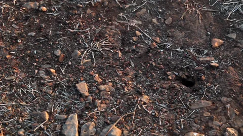 Ant 4 Vídeos de archivo 33640860