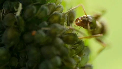 Ant absorbing honeydew from an aphid Video stock 77190341