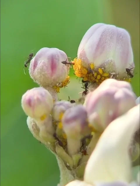 Ant action standing - Ant bridge unity team in Flower beautiful Stock Footage 282749269