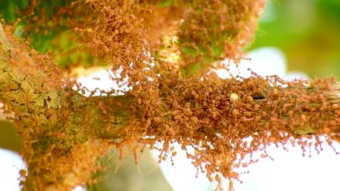 Ant action standing. Ant bridge unity team, Red ants (Fire ant) build their.. Video stock 287544072