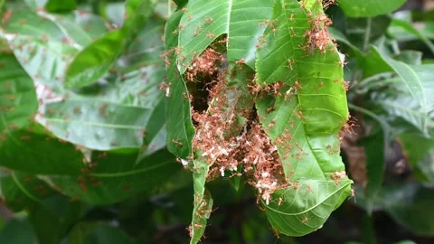 Ant Action Standing. Ant Bridge Unity Team, Red Ants (Fire Ant) Build Their. Stock Footage 314365122