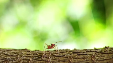Ant action standing. red ant walking on tree, Concept team work together. Stock Footage 232032360