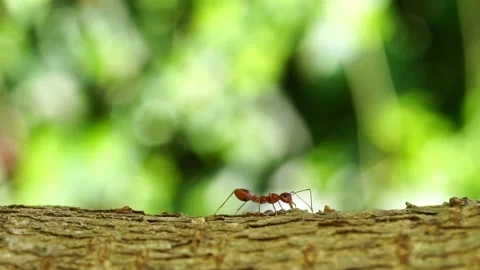 Ant action standing. red ant walking on tree, Concept team work together. Stock Footage 232032991