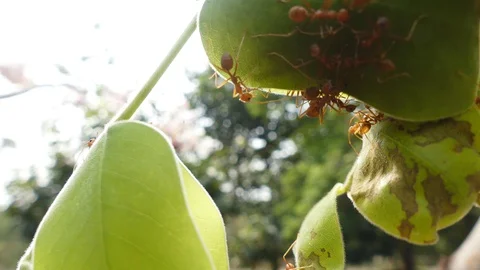 Ant action standing.Ant bridge unity team 動画素材 91173968