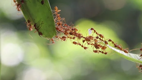 Ant action standing.Ant bridge unity team Stock Footage 96169375