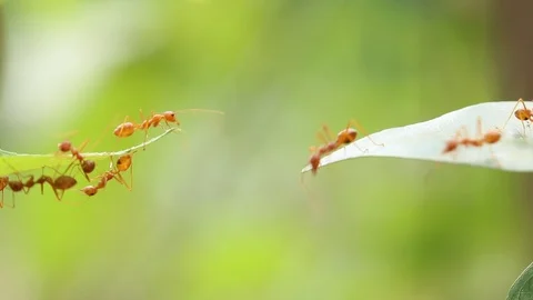 Ant action standing.Ant bridge unity tea... | Stock Video | Pond5
