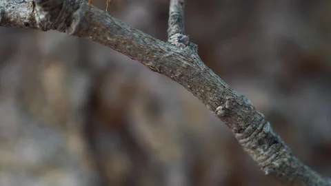 Ant action standing.Ant bridge unity team  Stock Footage 125690574