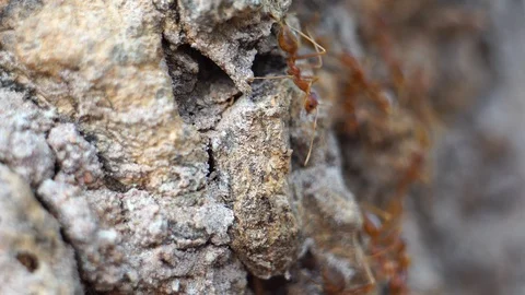 Ant action standing.Ant bridge unity team  스톡 동영상 125692063