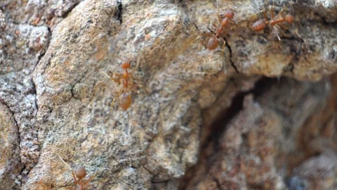 Ant action standing.Ant bridge unity team  Video stock 125692216