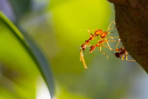 Ant action standing.Ant bridge unity team,Concept team work together Stock Photos