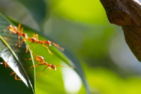 Ant action standing.Ant bridge unity team,Concept team work together Stock Photos