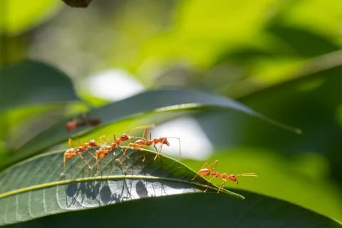 Ant action standing.Ant bridge unity team,Concept team work together Stock Photos