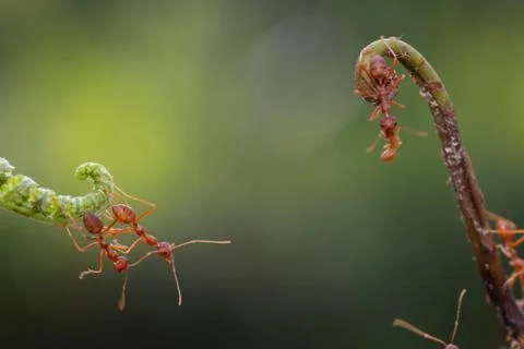 Ant action standing.Ant bridge unity team,Concept team work together Stock Photos