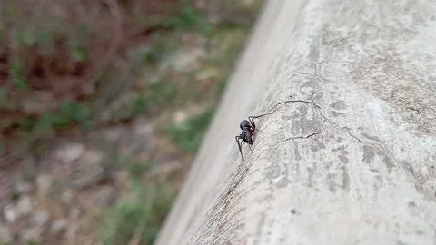 Ant activities during the day, the daily life of ants apart from looking for foo Stock Footage 239461485
