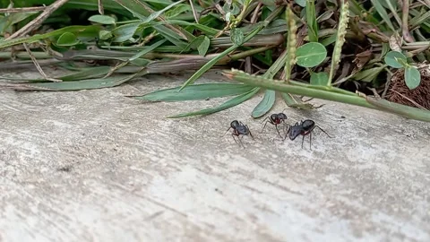 Ant activities during the day, the daily life of ants apart from looking for foo Stock Footage 239461541