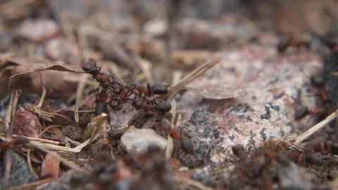 Ant activity among rocks and leaves macro close up Stock Footage 337220115