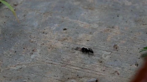Ant activity on the cement floor Stock Footage 237209058