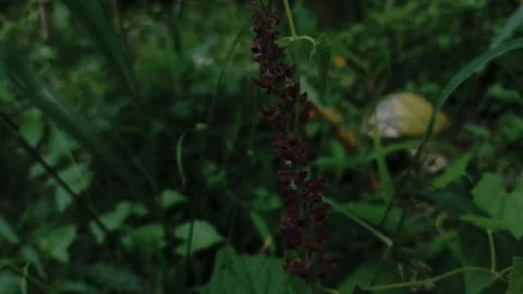 Ant activity on a flower Stock Footage 259376750