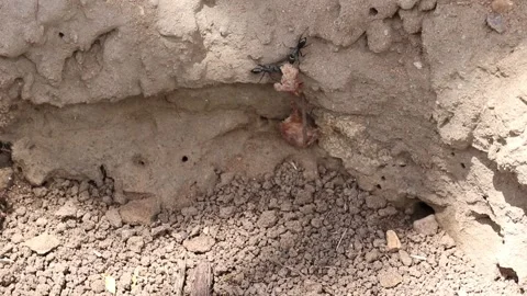 Ant activity Stock Footage 142754581
