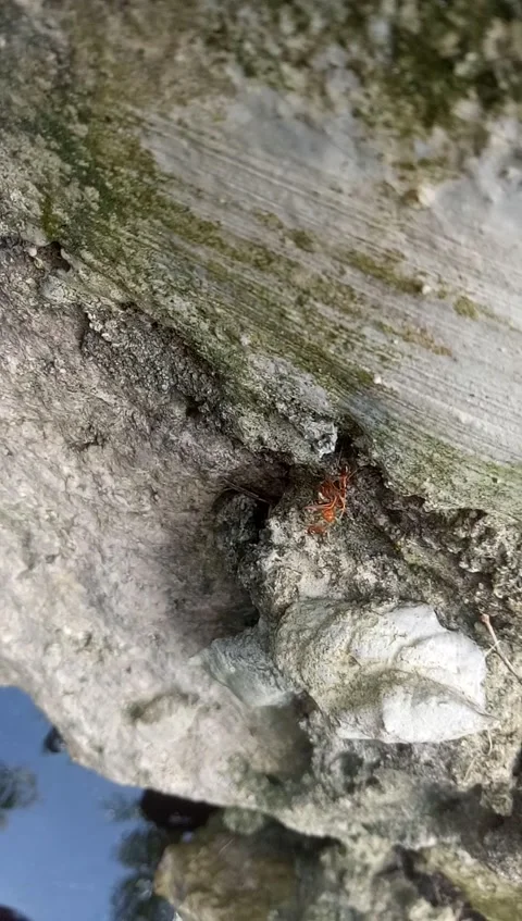 Ant activity Stock-Footage 196058954