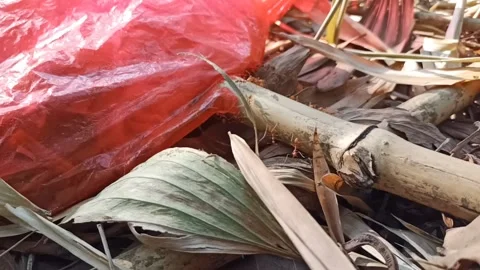 Ant activity Stock Footage 218920350