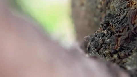 Ant Activity Stock Footage 222563179