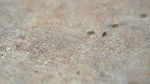 Ant Activity Stock Footage 222563292
