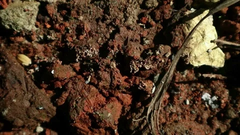 Ant activity on the ground Stock Footage 330677151