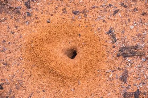 Ant activity Stock Photos