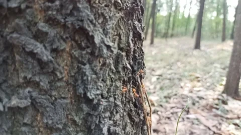 Ant activity on the tree. Stock Footage 219609480