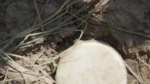 Ant activity way of life on earth. Stock Footage 146607329