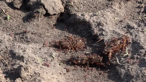 Ant aggression. Red ants attack the bear.Formic production. Stock Footage 76951174