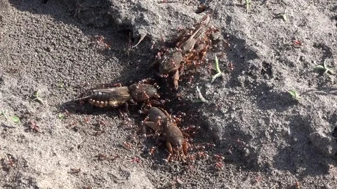 Ant aggression. Red ants attack the bear.Formic production. Stock Footage 76951175