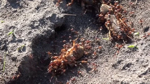 Ant aggression. Red ants attack the bear.Formic production. Stock Footage 76951176