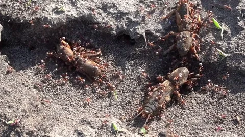 Ant aggression. Red ants attack the bear.Formic production. Stock Footage 76951183