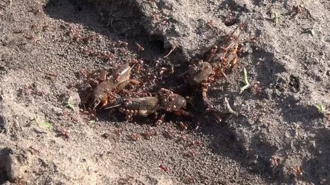 Ant aggression. Red ants attack the bear.Formic production. Stock Footage 76951184