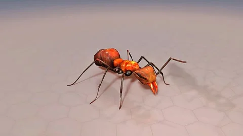 Ant anatomy Stock Footage 310441213