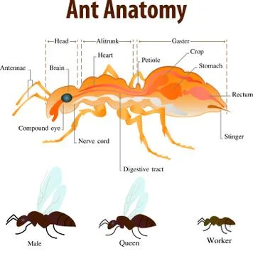 Ant anatomy Stock Illustration