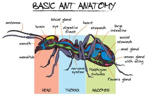 Ant anatomy Stock Illustration