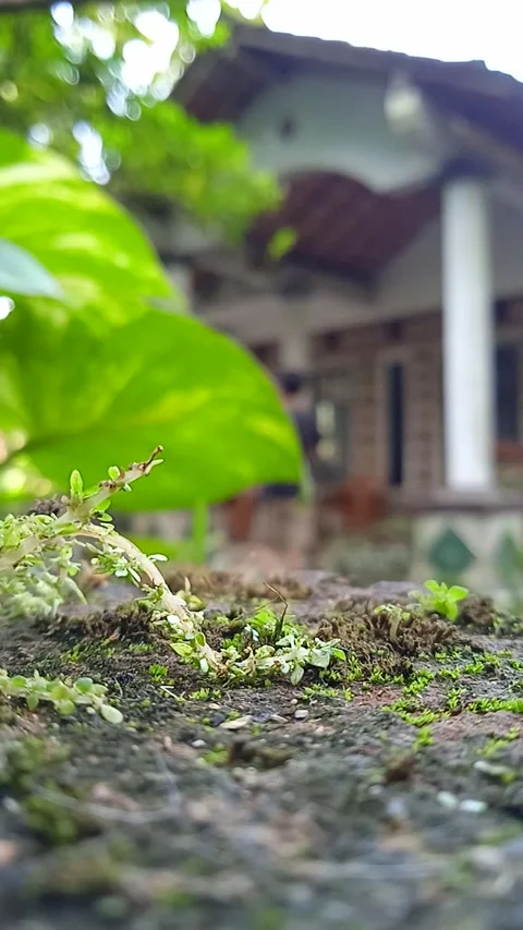 Ant and ant Stock Footage 243758967