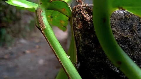 Ant and ant Stock Footage 243807684