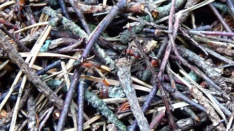 Ant and anthill 库存影片 91660722