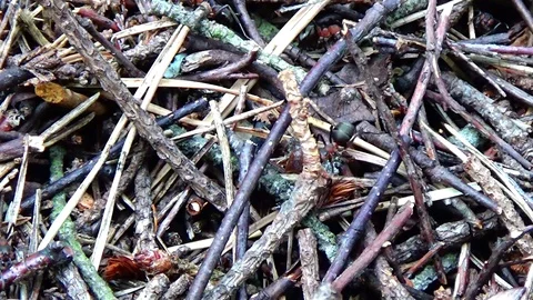 Ant and anthill Video stock 91660842