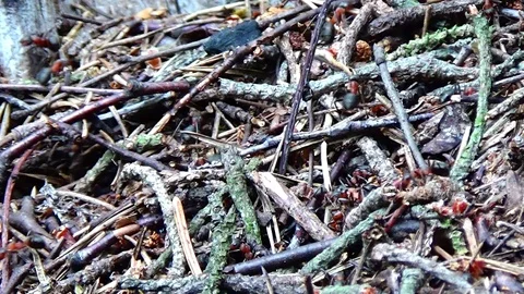 Ant and anthill Video stock 91660890