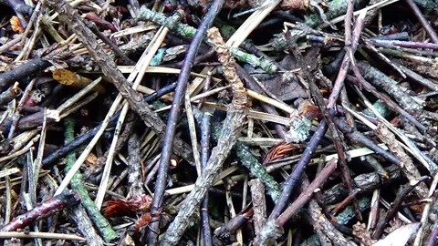 Ant and anthill Video stock 91660954