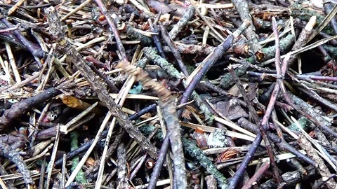 Ant and anthill Video stock 91660964