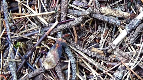 Ant and anthill Video stock 91660965