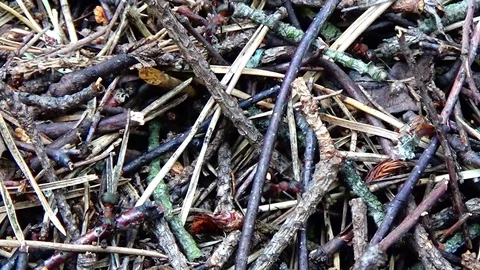 Ant and anthill Video stock 91660983